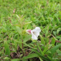 Centranthera indica (L.) Gamble